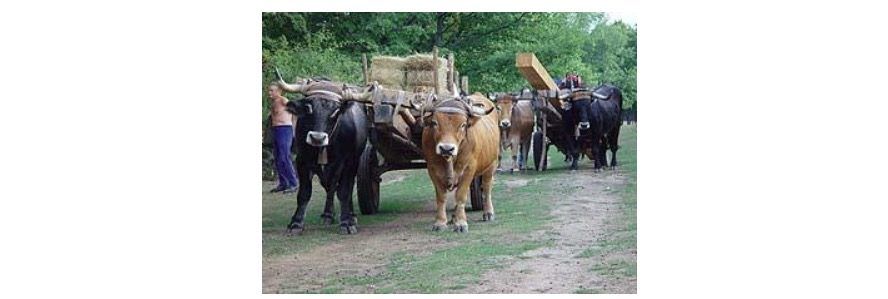 Carretas con Bueyes