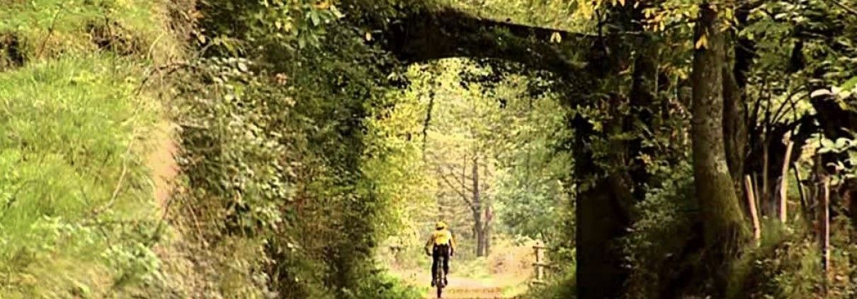 Ciclista por via verde. Vegetación frondosa.