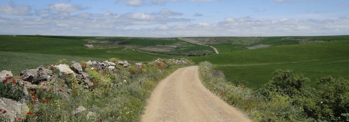 Camino de Santiago florido en el páramo entre Rabé de las calzadas y Hornillos del Camino