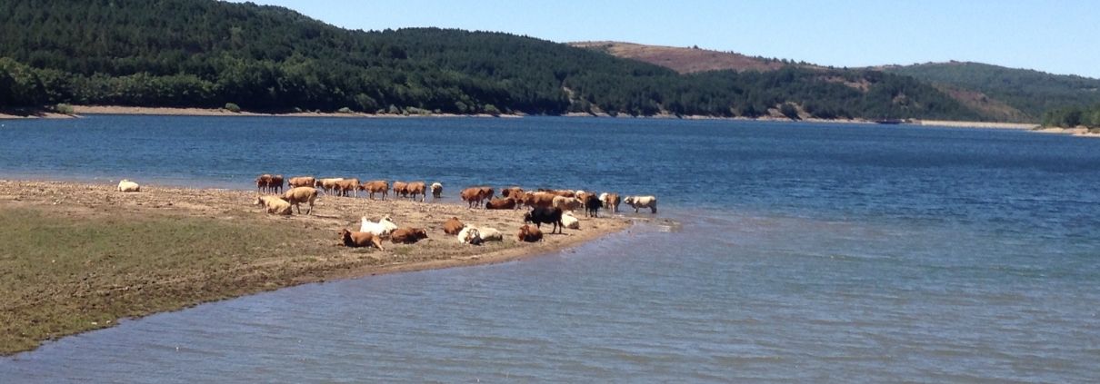 REBAÑO DE VACAS A ORILLAS DEL PANTANO DEL ARLANZÓN