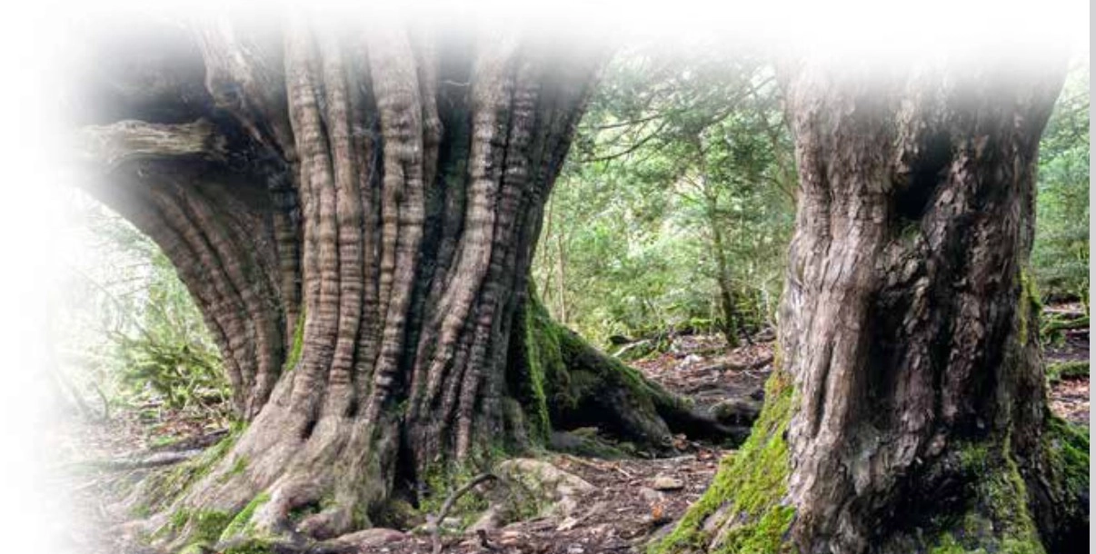 Árboles