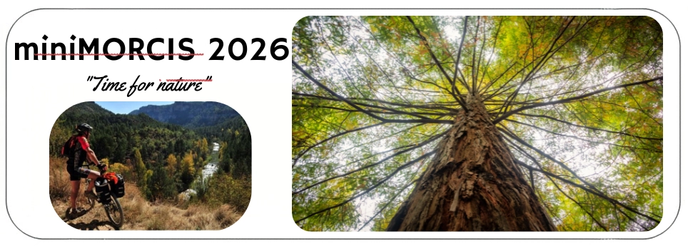 Widget-Web-II-MiniMorcis-26